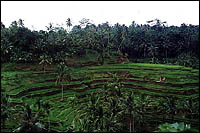 Tiered rice fields in Bali.