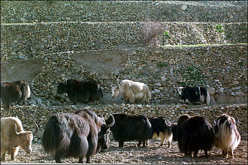 Yaks! -- Manang, Nepal