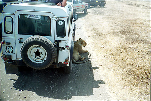 House cat with playtoy -- Ngorogoro Crater, Tanzania