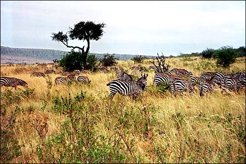 Horses in pyjamas -- Ngorogoro Crater, Tanzania