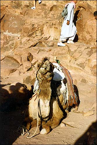 Lovely citizens of Egypt -- Sinai, Egypt