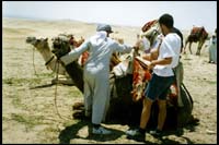Brazilian guys haggling for camel ride :: Giza, Egypt